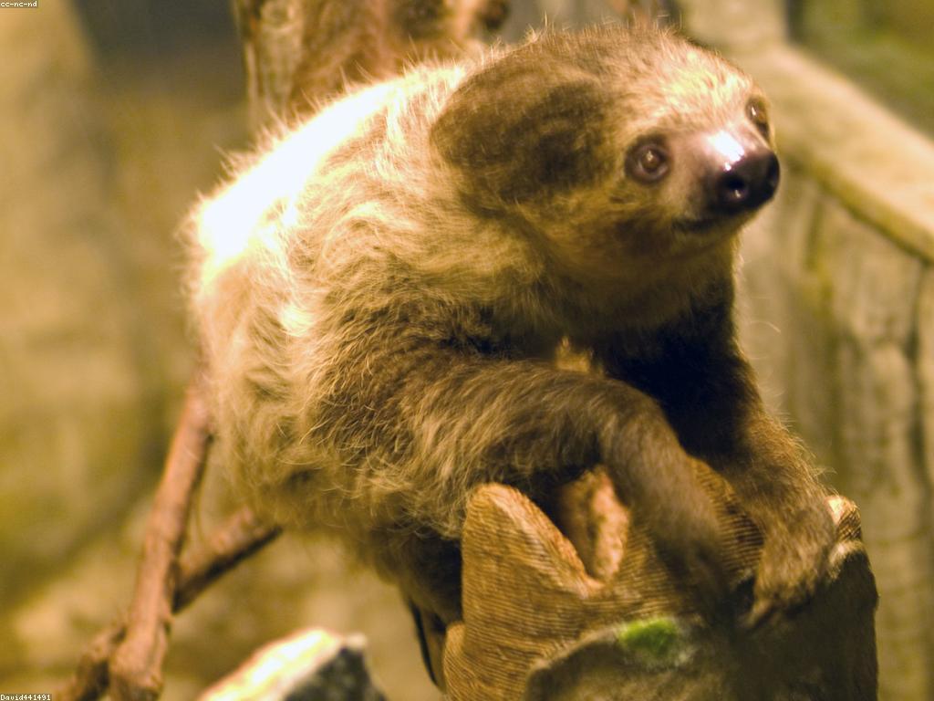 សូមរៀនពីស្លុត: ធ្នើឮឆ្ងល់អំពីអាកប្បកិច្ចស្លុត