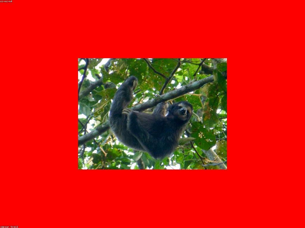 សូមរៀនពីស្លុត: ធ្នើឮឆ្ងល់អំពីអាកប្បកិច្ចស្លុត